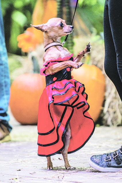 Howl-O-Ween Festival benefitting Paws 4 You at Pinecrest Gardens