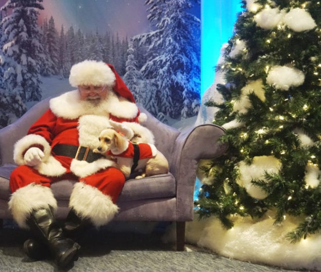 Dolphin Mall to host pet photo nights with Santa