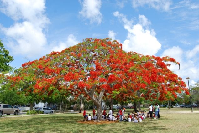 City's royal poinciana trees surprisingly blooming in fall