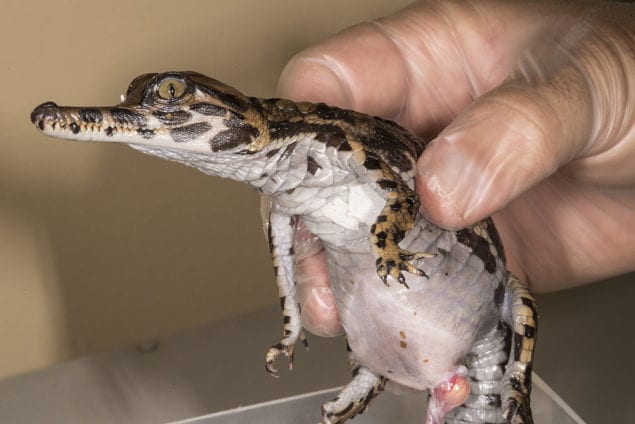 Endangered crocodile hatches at Zoo Miami