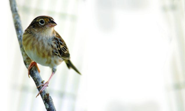 Florida grasshopper sparrow