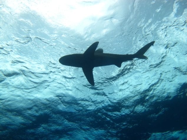 A team of scientists works to discover behaviors of oceanic whitetip sharks