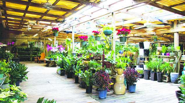 Hirni’’s Wayside Garden Florist is a much-loved oasis in Pinecrest