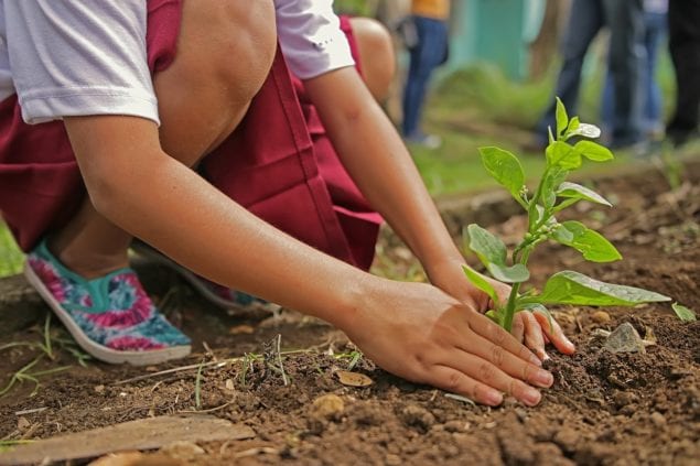 MaxPixel.freegreatpicture.com-Planting-Nature-Tree-Environment-Botany-Leaf-1898946-min