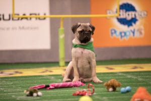 Puppies take the field for Puppy Bowl XIV.