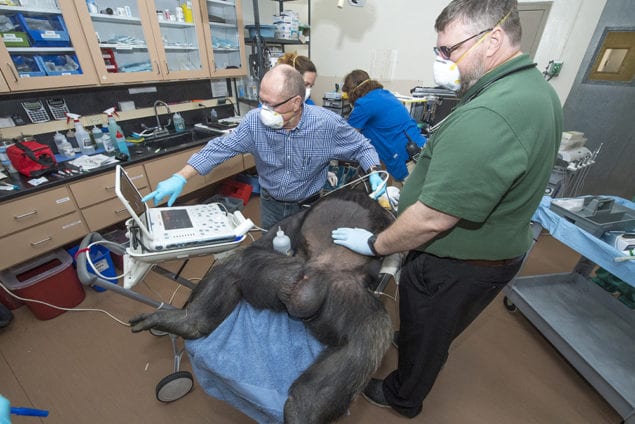 Zoo Miami chimpanzee Bocco, 28, undergoes ultrasound examination