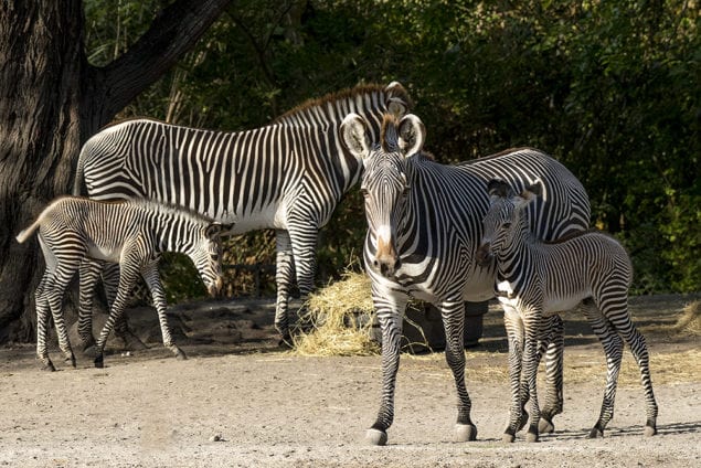 Two endangered Grevy’s zebras born at Zoo Miami