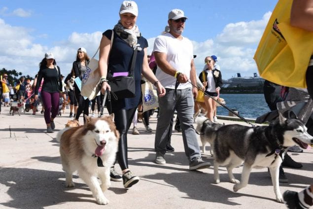 Take time Mar. 3 to 'paws' and Walk for the Animals