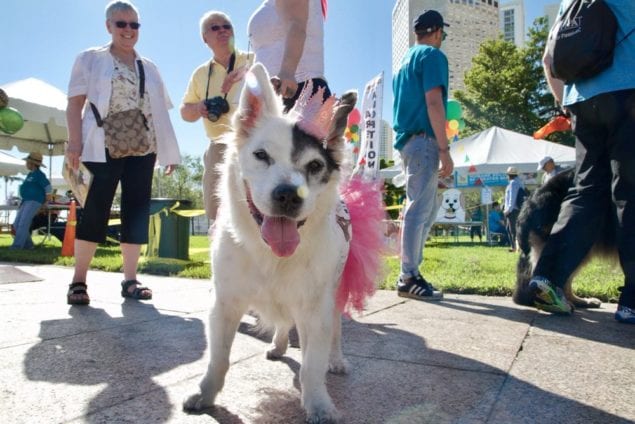 Thousands walked for paws in need at Miami’s Walk for the Animals