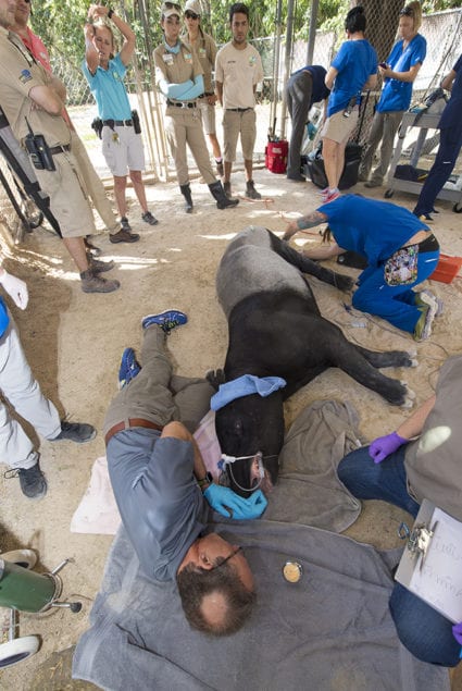 Endangered malayan tapir gets double root canalat Zoo Miami