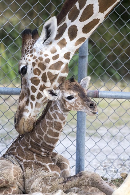 Everyone all smiles about name of baby giraffe born at Zoo Miami