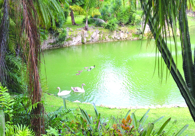 Summertime means fun time at Pinecrest Gardens