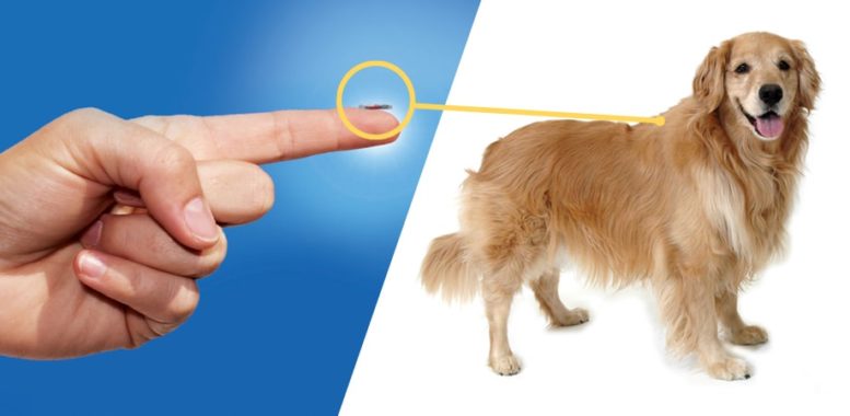 dog-microchip-cost-everything-you-need-to-know-about-microchipping