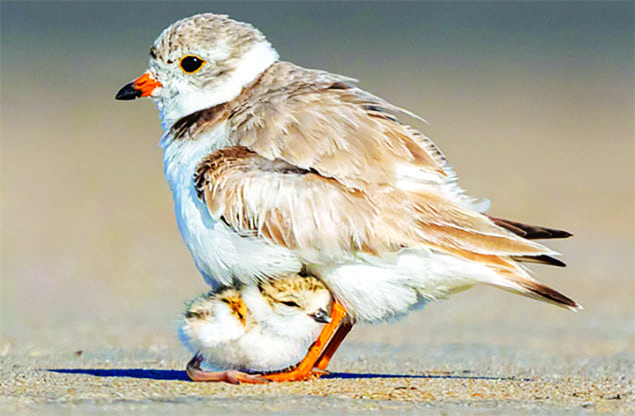 Jones Beach legal settlement provides safety for endangered birds