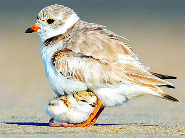 Jones Beach legal settlement provides safety for endangered birds