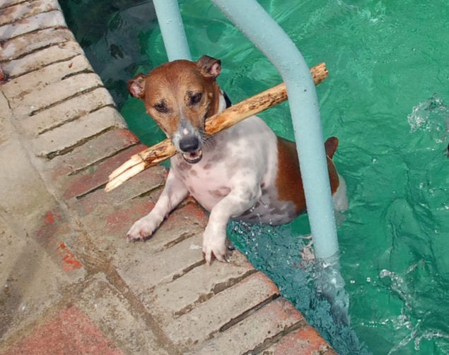 Take your dog for a dip in Venetian Pool