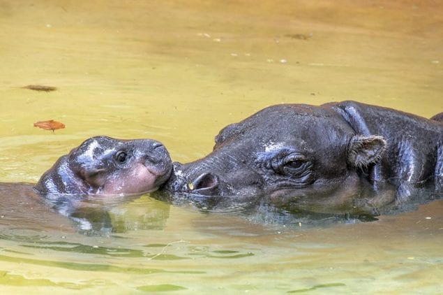 Pygmy hippo baby makes exhibit debut at Zoo Miami