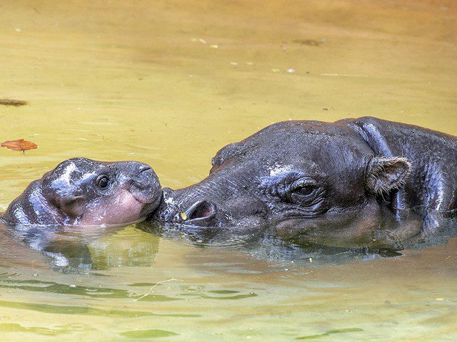 Pygmy hippo baby makes exhibit debut at Zoo Miami | Miami ...