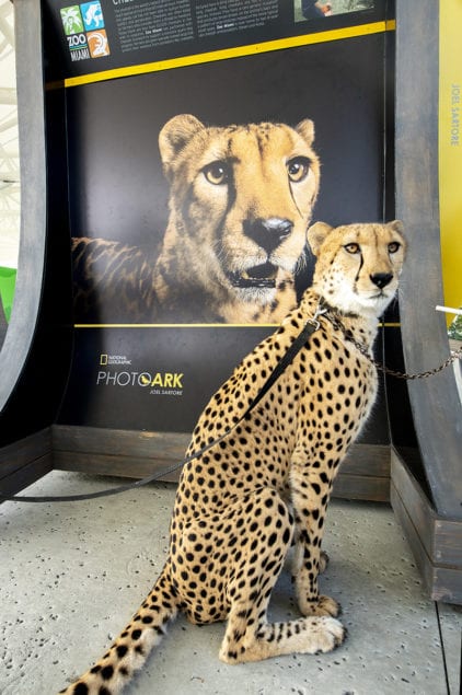 ‘National Geographic Photo Ark’ exhibition continues at Zoo Miami