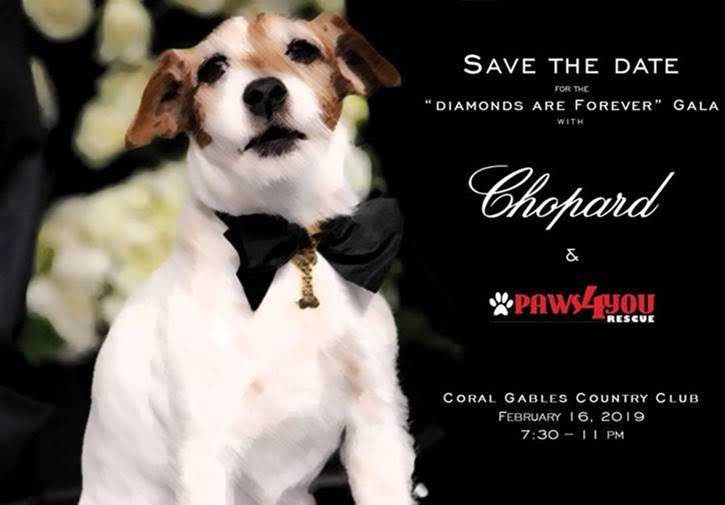 Paws4You Rescue Holds Kick Off Event for Upcoming Galaon February