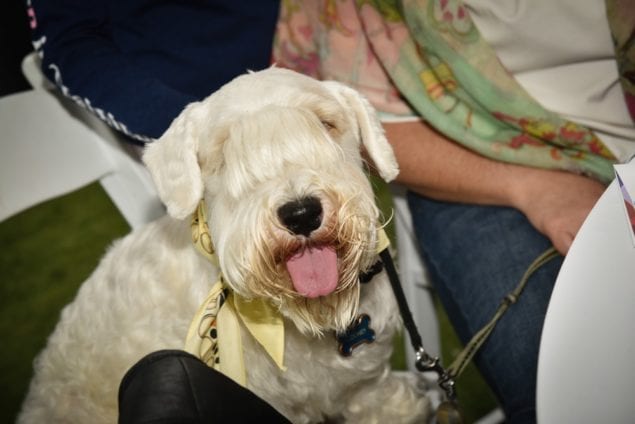 The Humane Society of Greater Miami’s Brunch for the Animals Gives a Second Chance to Miami’s Homeless Pets!