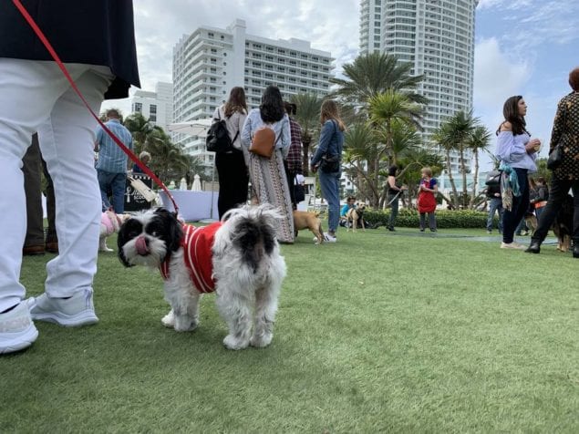 The Humane Society of Greater Miami’s Brunch for the Animals Gives a Second Chance to Miami’s Homeless Pets!