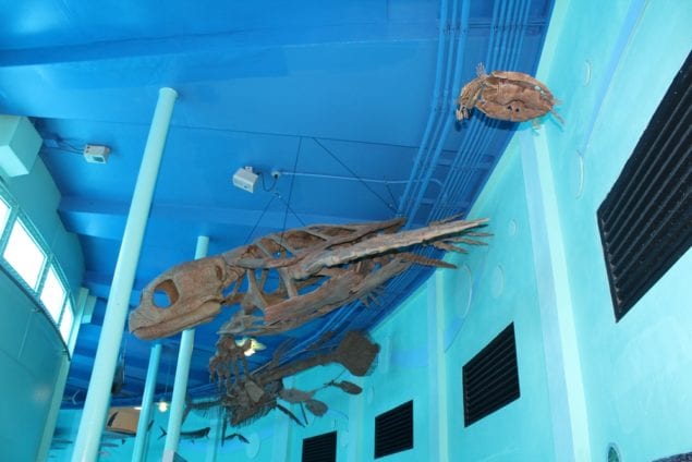 Seaquarium's prehistoric exhibit returns with new sea monsters