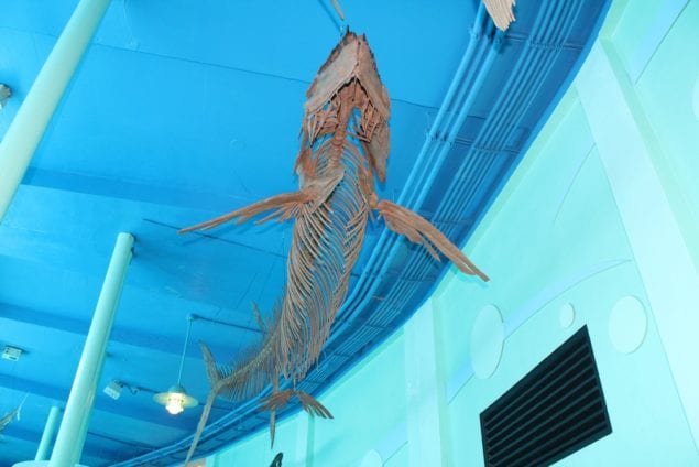 Seaquarium's prehistoric exhibit returns with new sea monsters