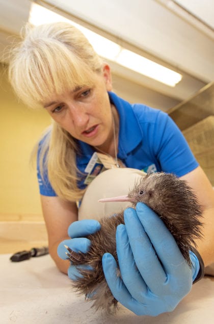 Zoo Miami announces the hatching of first ever kiwi