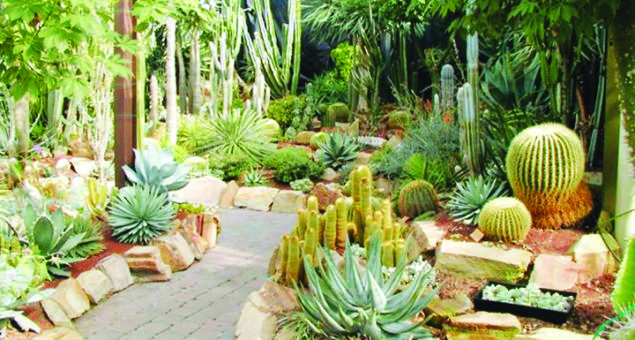 Cactuses and succulents are in full bloom