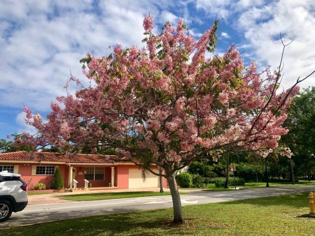 Cassia tree in bloom in Coral Gables