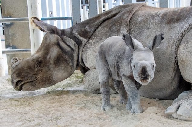 Rhino birth at Zoo Miami historic first in preserving rare species