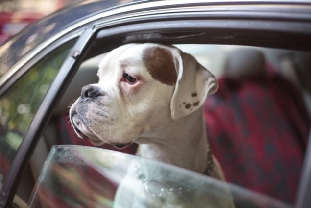 Five alternatives to consider before ‘surrendering’ your pet