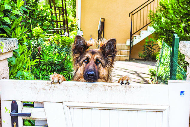 Why the animal shelter population soars during summer months