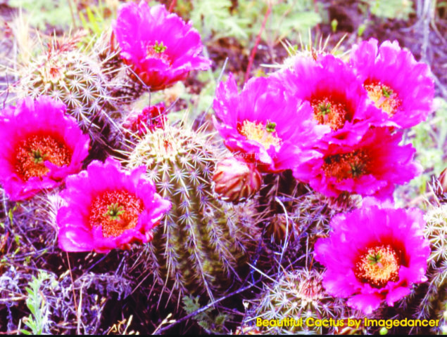 Cactuses and succulents are in full bloom