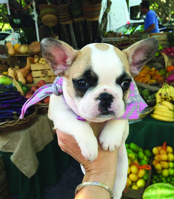 Best Farmer’s Market in Miami