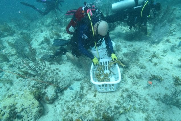 SB Host Committee project: 100 corals for 100 seasons