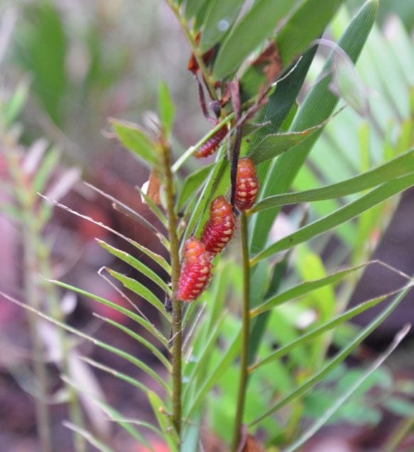 Inaturalist: How technology brings us closer to the environment