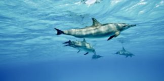 These genetic markers tell us the age of dolphins