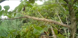 Researchers explore secret lives of world’s most trafficked mammal