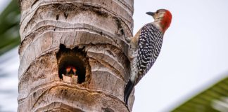 Your dead palm is a woodpecker home — and that’s good