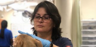 5 tips for setting your newly adopted dog up for success 5 ,tips , setting ,your, newly, adopted, dog , success