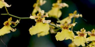 Online trade poses new threat for wild orchids