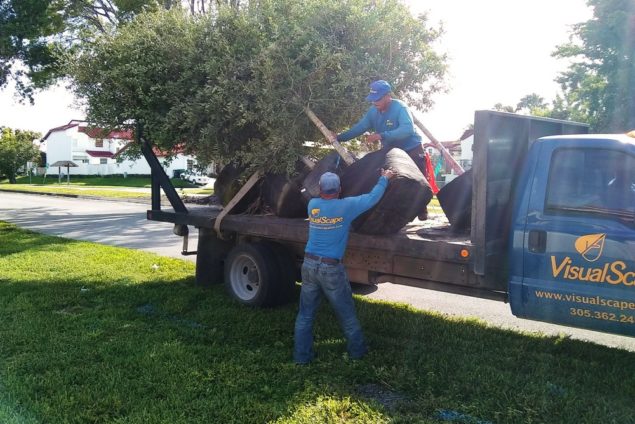 Town plants 33 trees with help of Neat Streets Miami