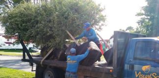 Town plants 33 trees with help of Neat Streets Miami Town plants 33 trees with help of Neat Streets Miami