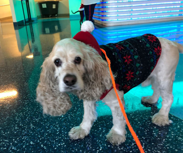 Santa escorts Miami-Dade shelter dogs north to find forever homes