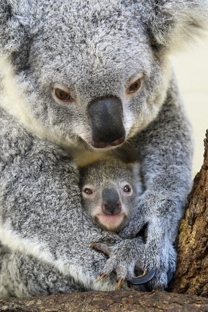 Zoo Miami announces birth of koala, 'Hope'