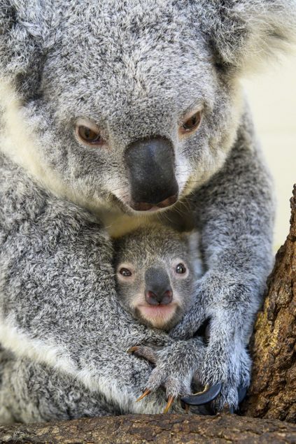 Baby koala born at Miami Zoo, named 'Hope' to show support for