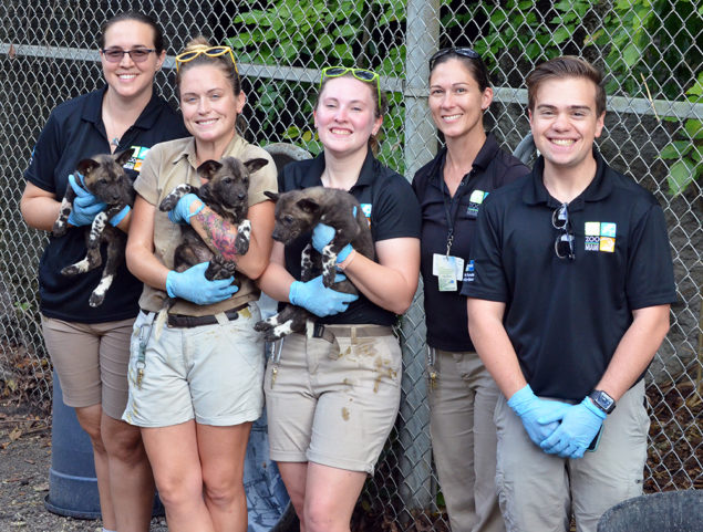 Three African Painted Dog puppies born at Zoo Miami