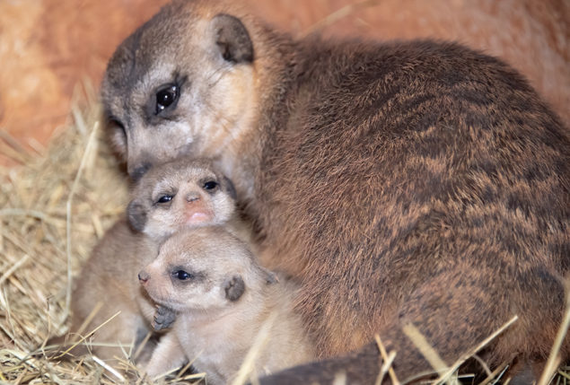 Zoo Miami announces birth of two Meerkats